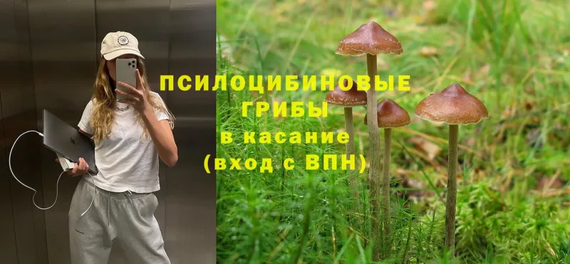 ОМГ ОМГ как войти  Ельня  Псилоцибиновые грибы MAGIC MUSHROOMS 